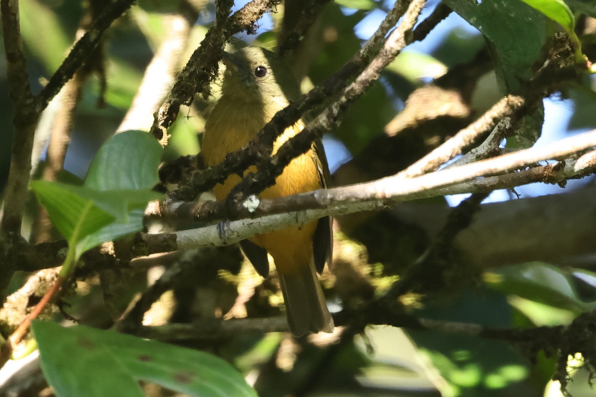 Sierra de Lema Flycatcher - ML611317278