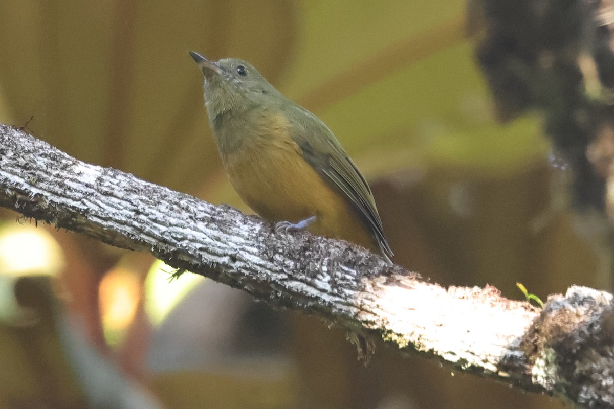 Sierra de Lema Flycatcher - ML611317283