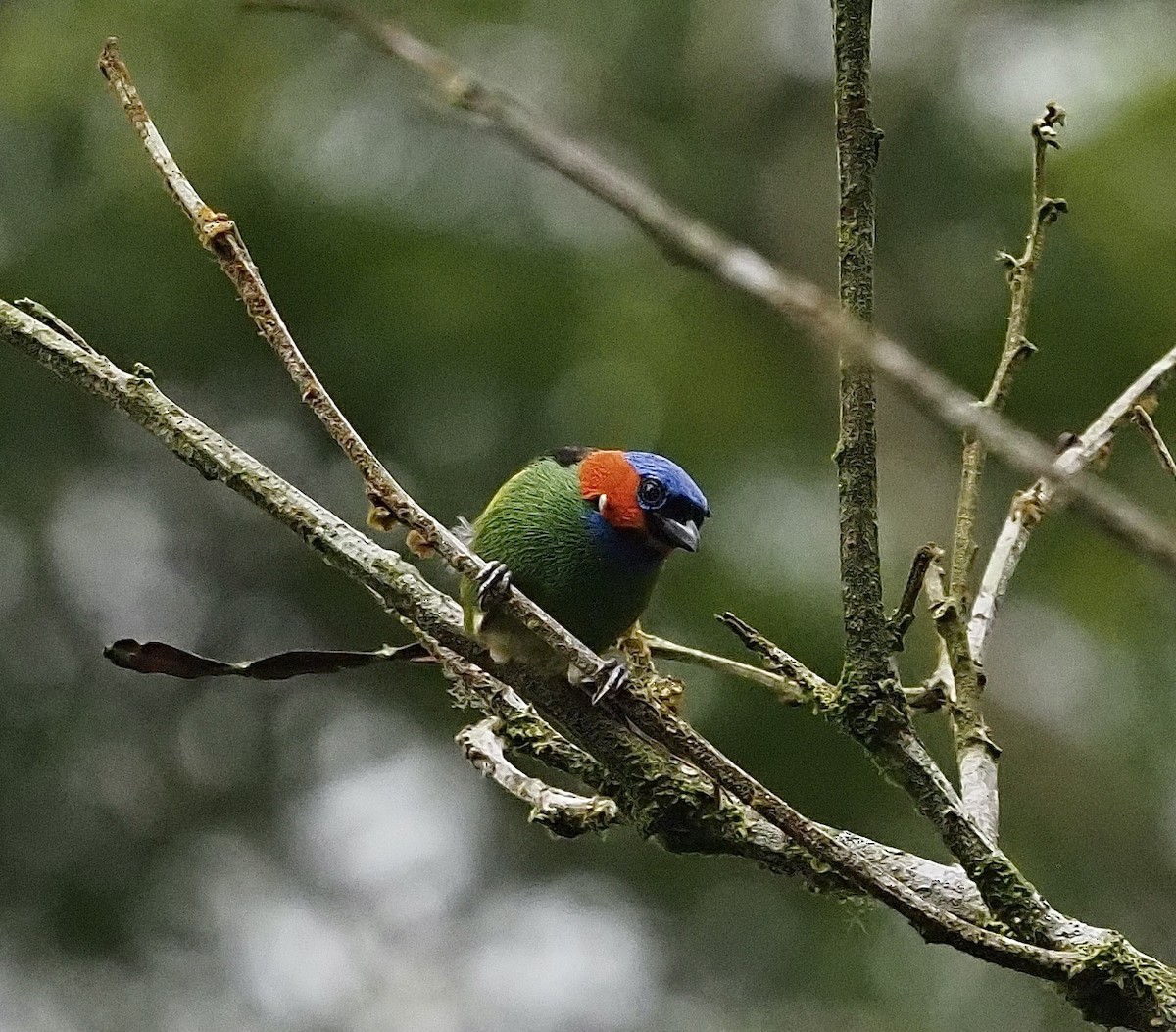 Calliste à tête bleue - ML611317285