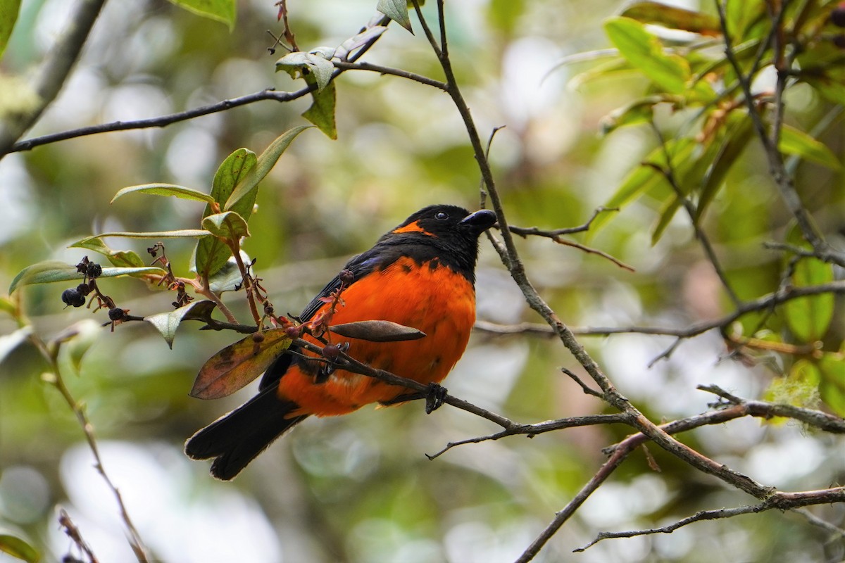 Scarlet-bellied Mountain Tanager - ML611317294