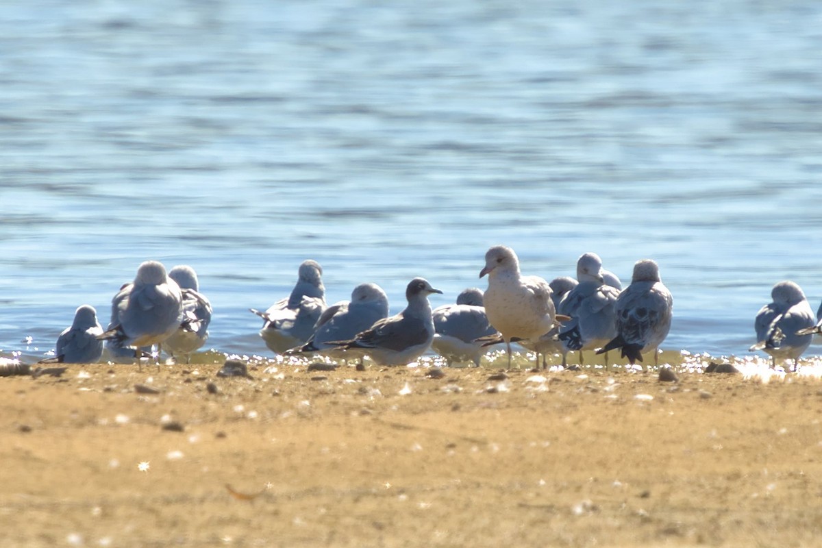 Franklin's Gull - ML611317313