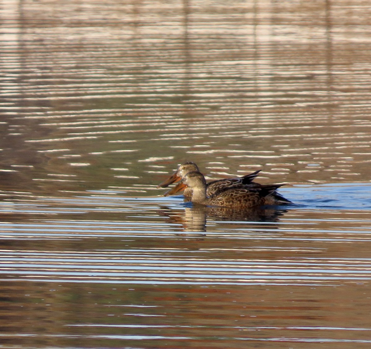 Northern Shoveler - ML611317333