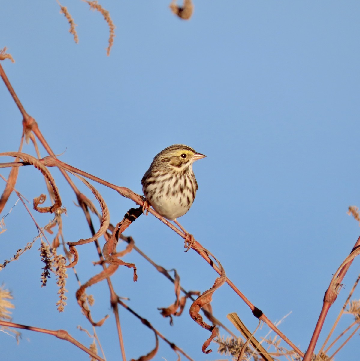 Savannah Sparrow - ML611317343