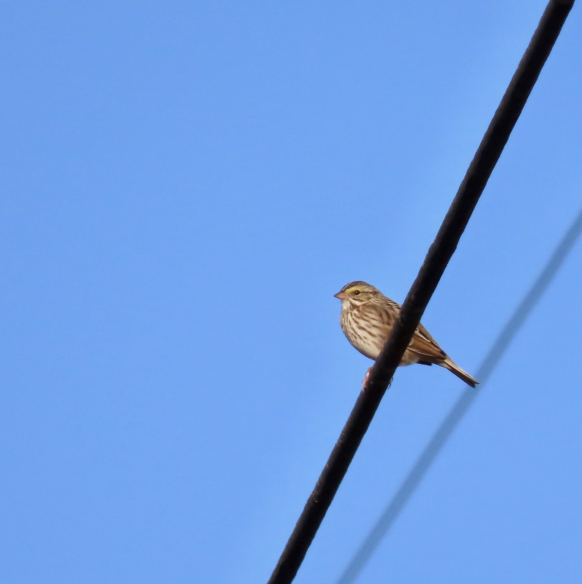 Savannah Sparrow - ML611317344