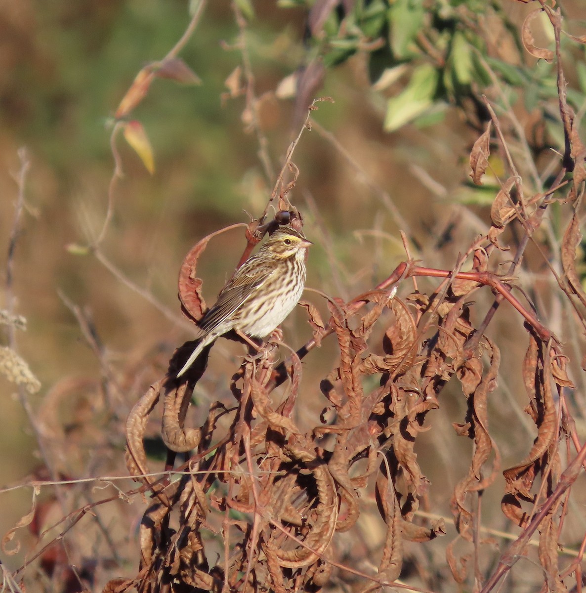 Savannah Sparrow - ML611317345