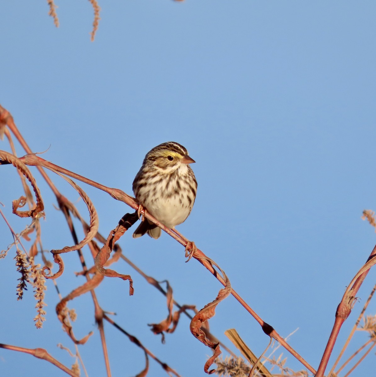 Savannah Sparrow - ML611317346