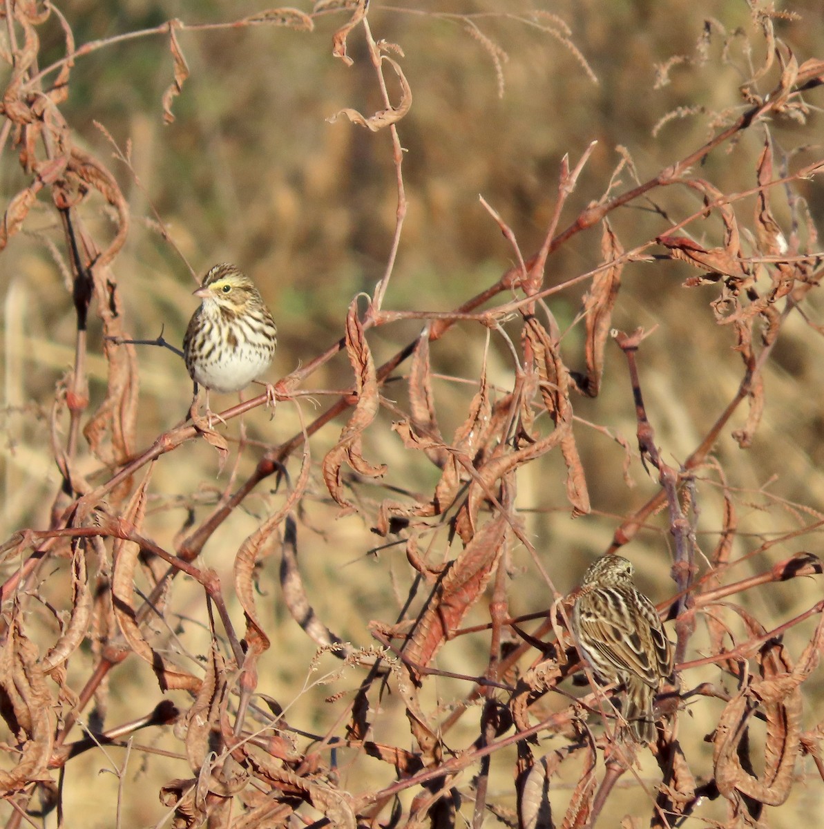 Savannah Sparrow - ML611317347