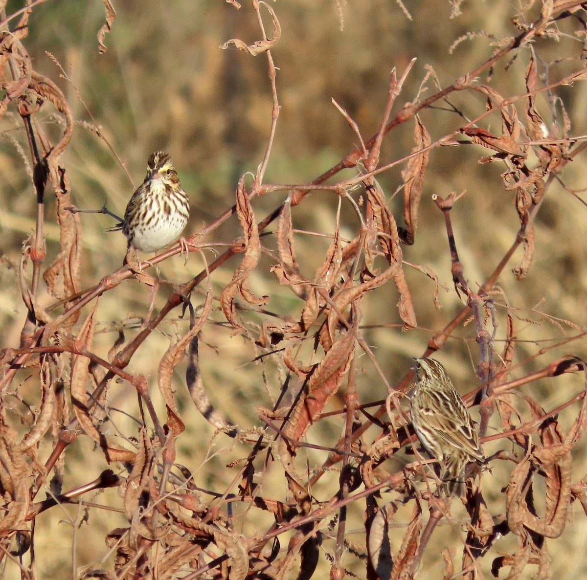 Savannah Sparrow - ML611317348