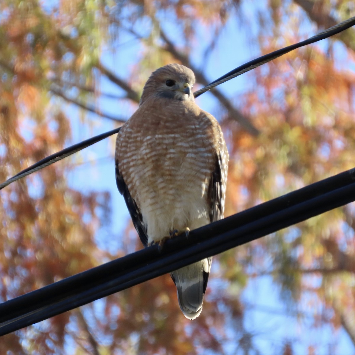 Red-shouldered Hawk - ML611317362