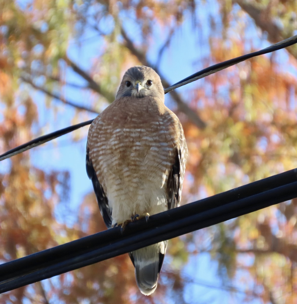 Red-shouldered Hawk - Ezra H