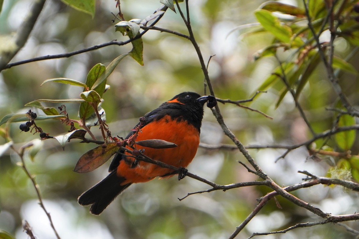 Scarlet-bellied Mountain Tanager - ML611317369