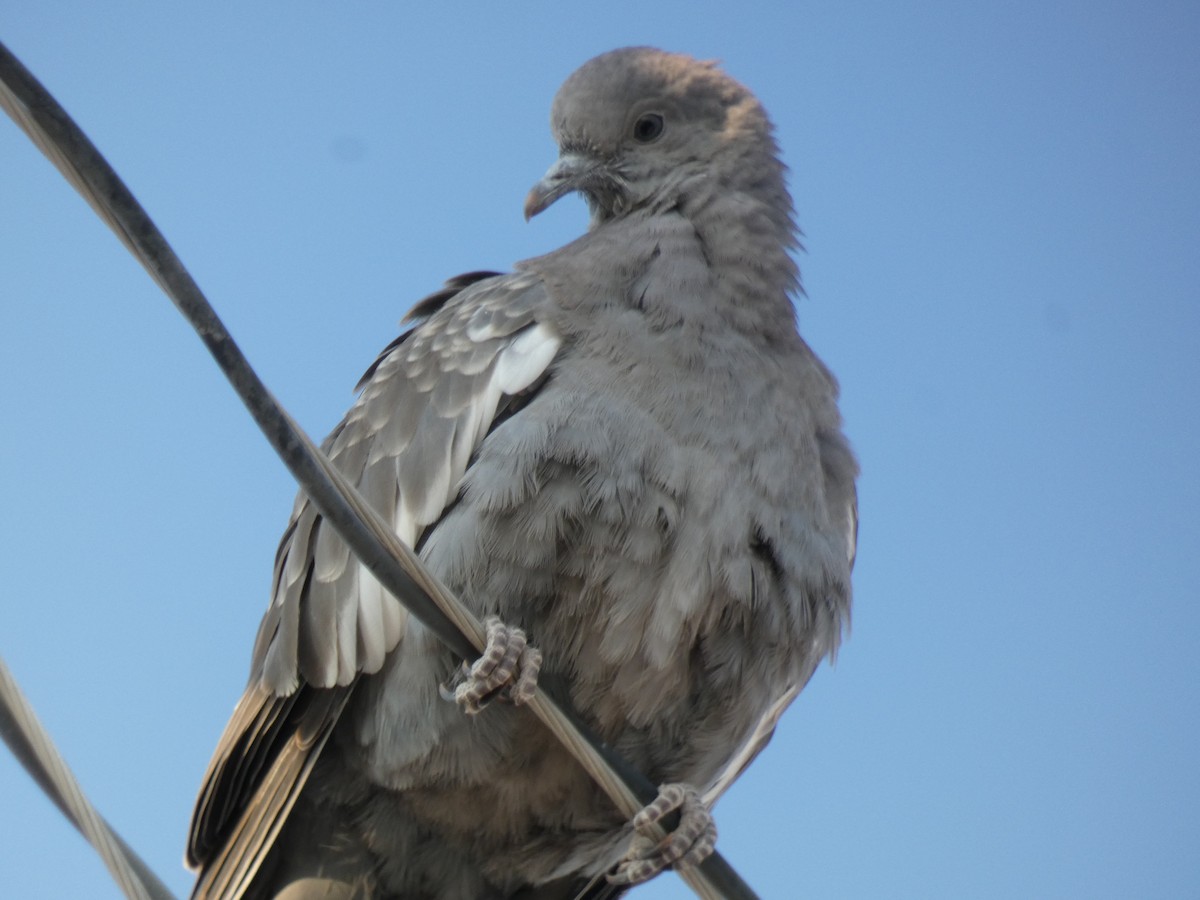 Spot-winged Pigeon - Carlos Villaverde Castilla