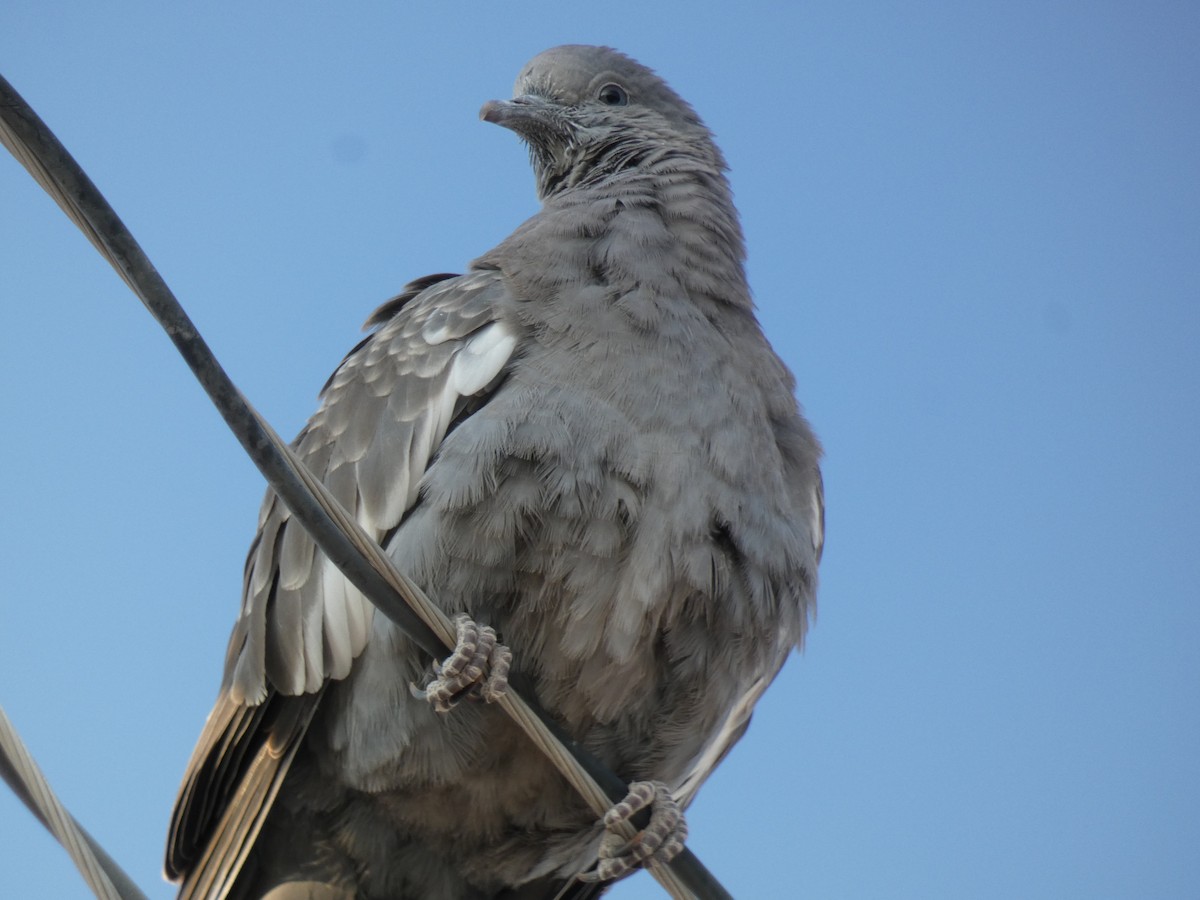 Spot-winged Pigeon - Carlos Villaverde Castilla