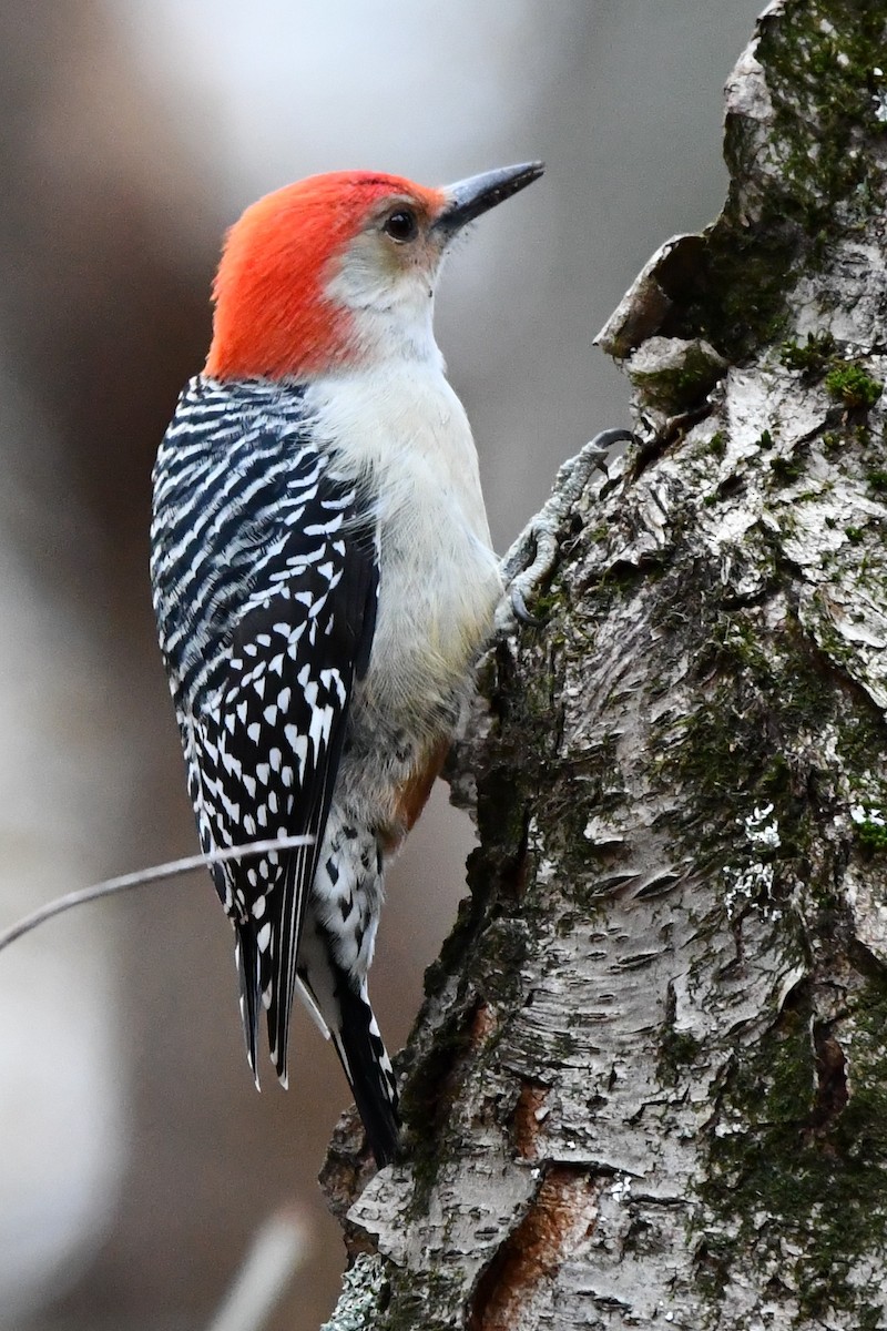 Red-bellied Woodpecker - ML611317390