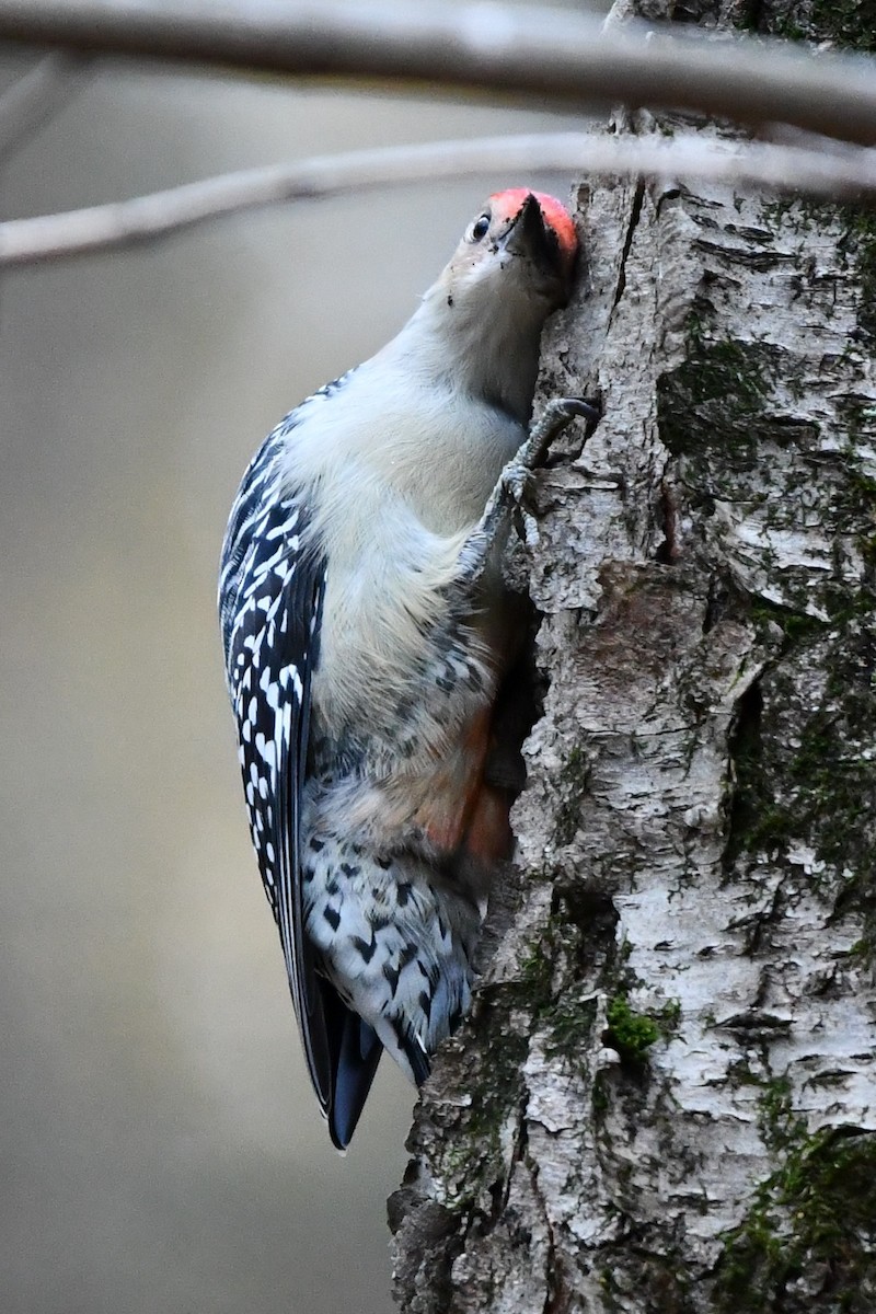 Red-bellied Woodpecker - Donna Carter