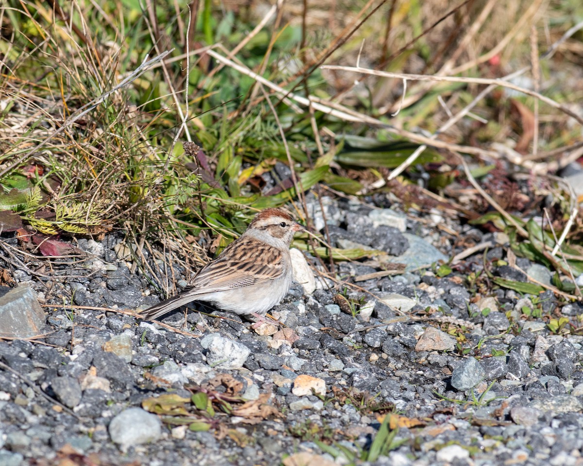 Chipping Sparrow - ML611317409