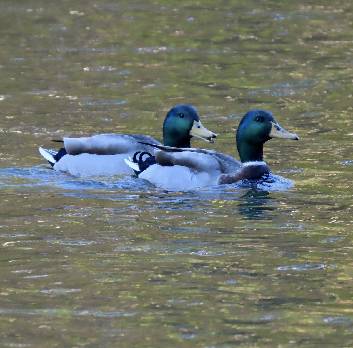 Mallard - ML611317456