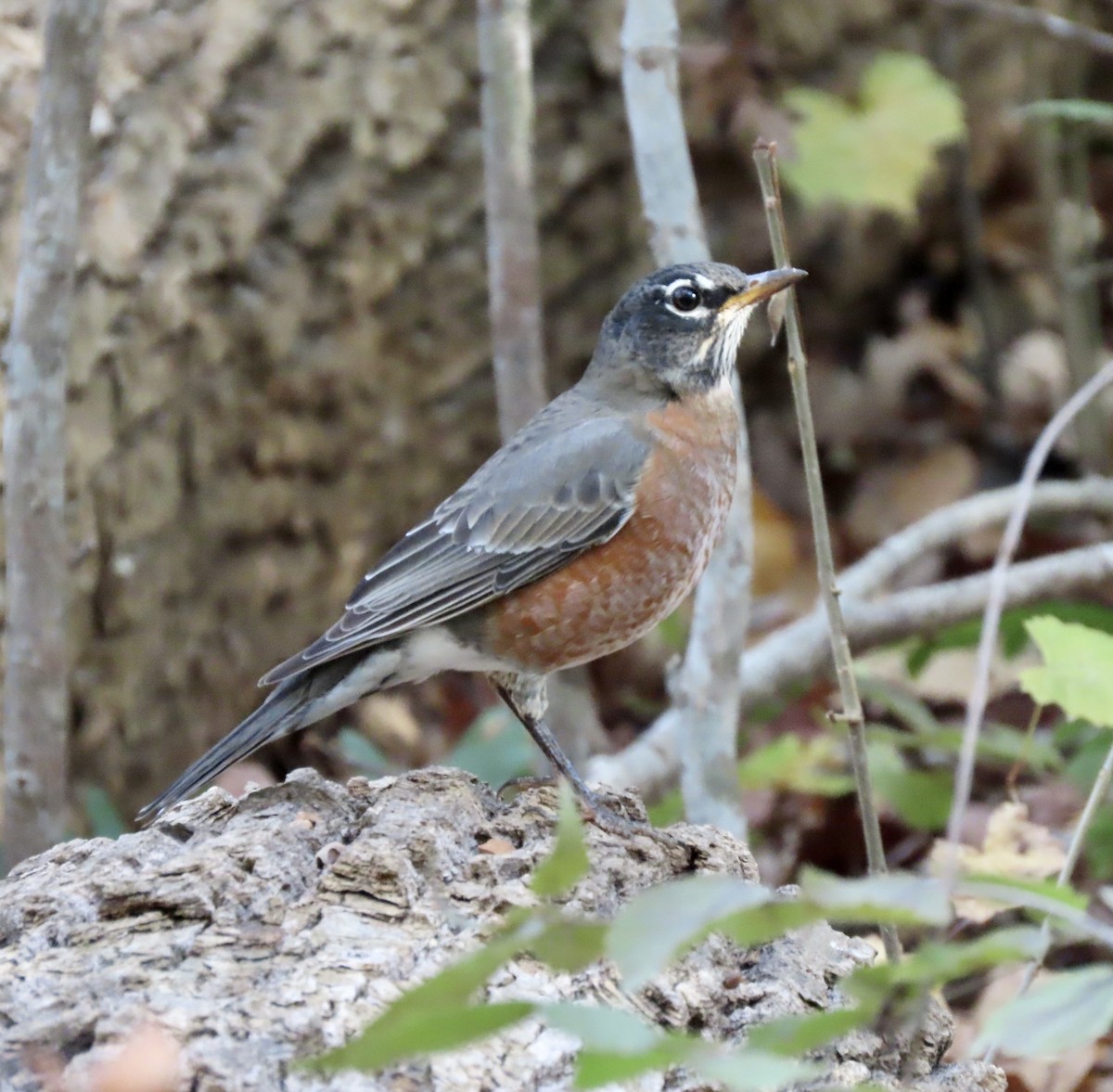 American Robin - ML611317462