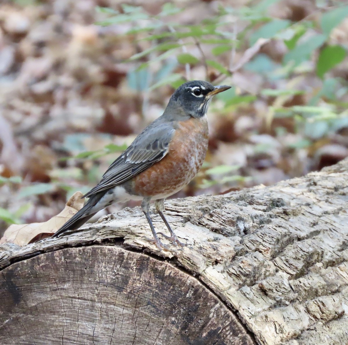 American Robin - ML611317464