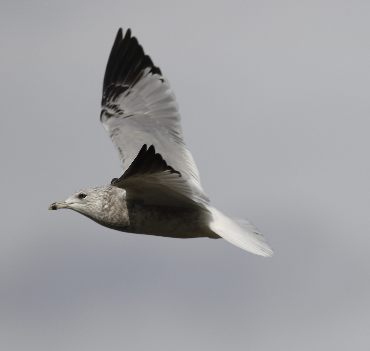 Ring-billed Gull - ML611317499