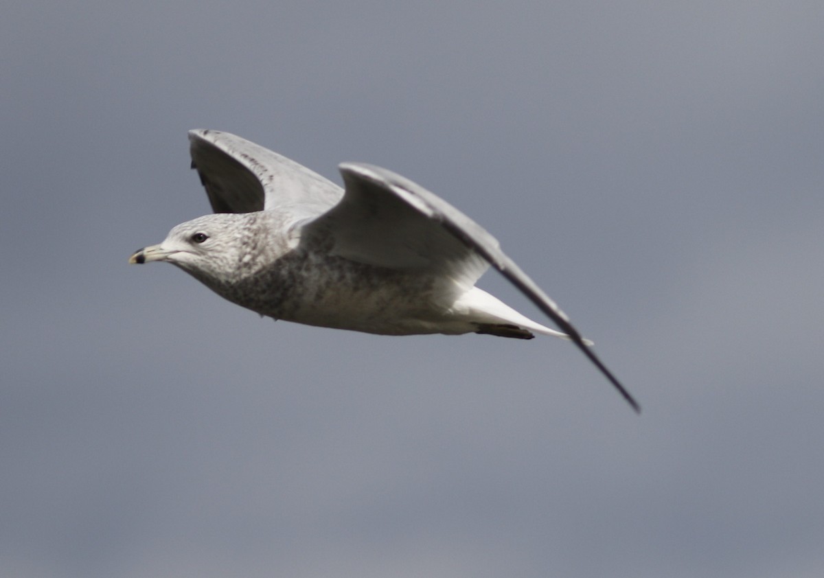 Ring-billed Gull - ML611317500