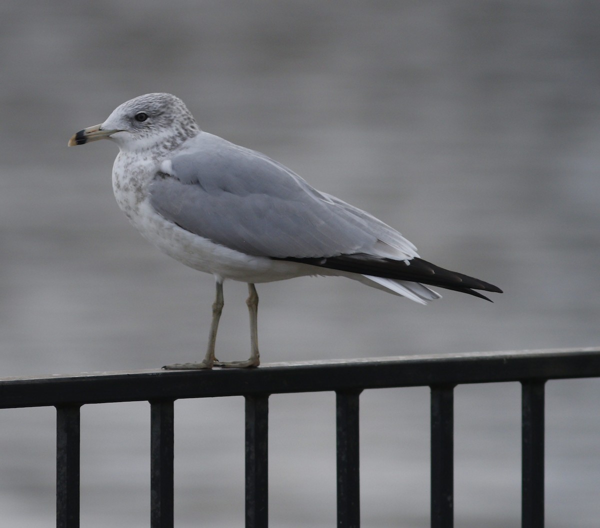 Ring-billed Gull - ML611317502