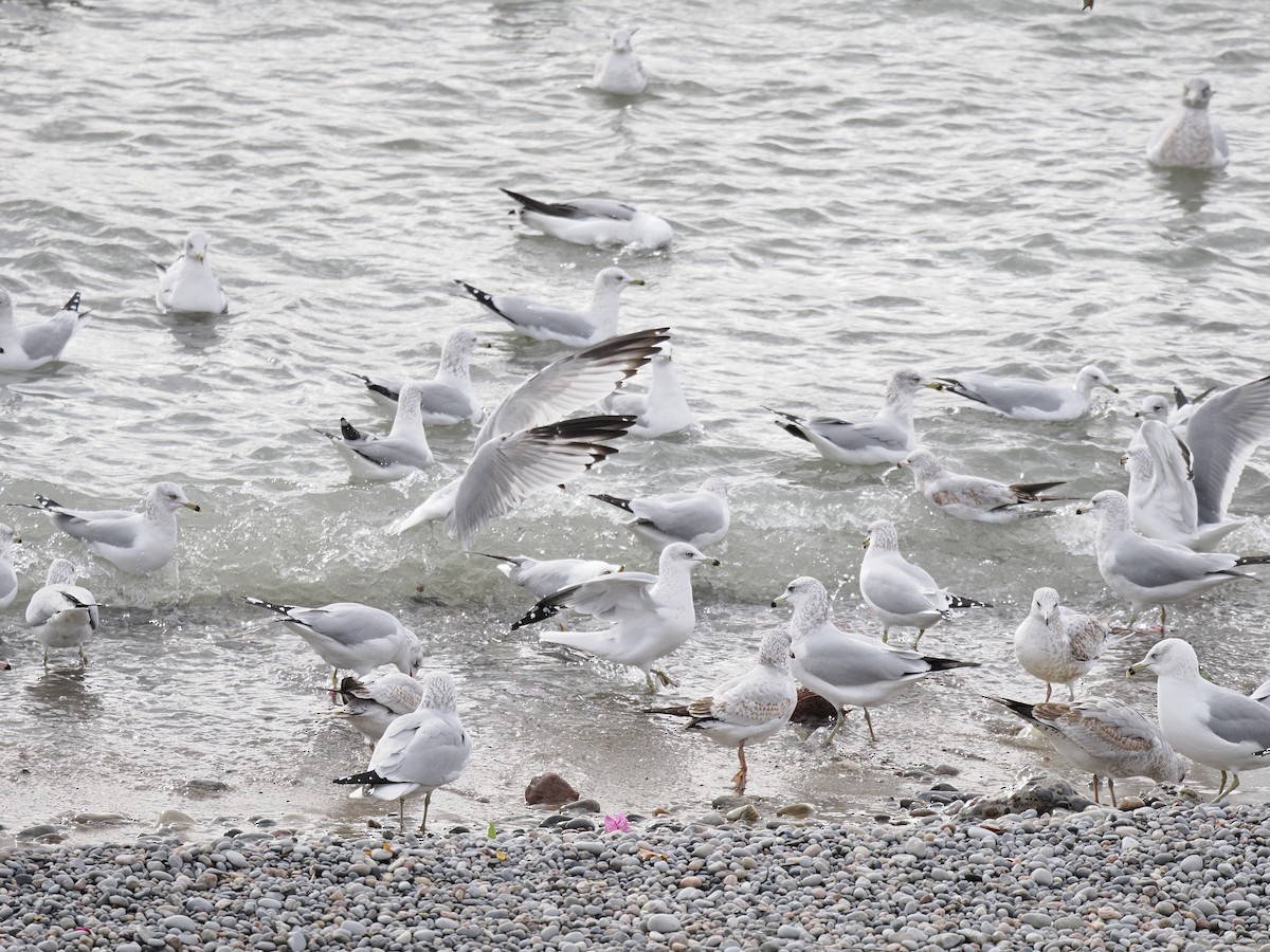 Ring-billed Gull - ML611317507