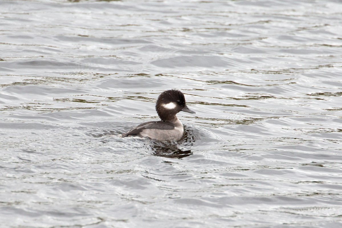 Bufflehead - ML611317545