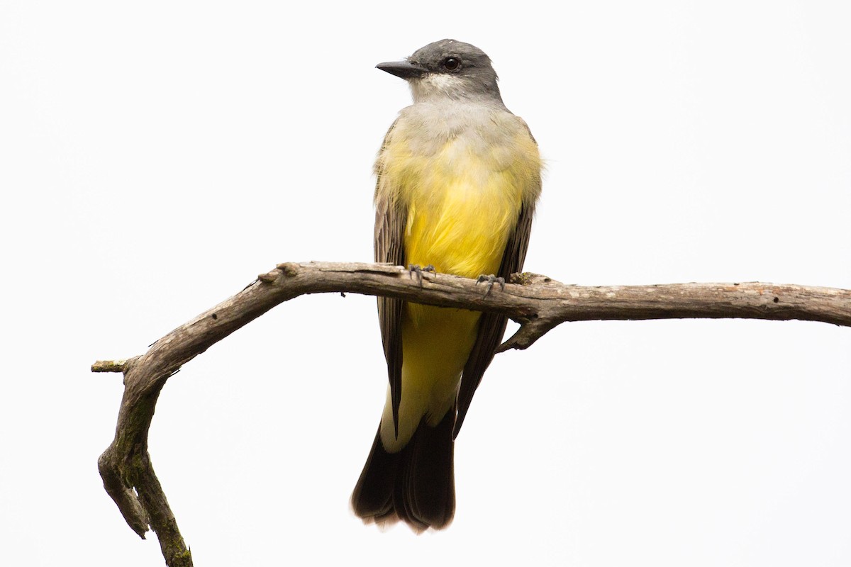 Cassin's Kingbird - Dalton Beeler