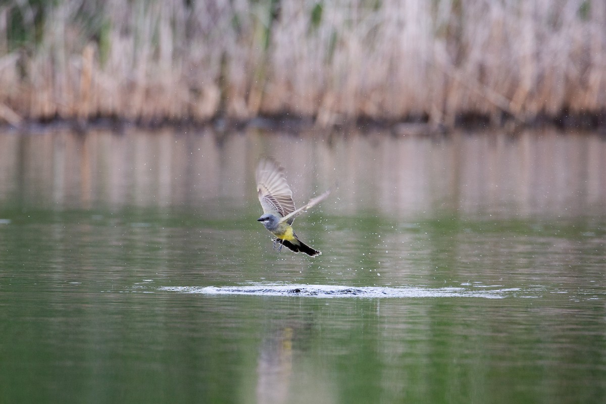 Cassin's Kingbird - Dalton Beeler