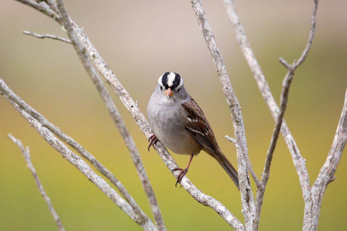 White-crowned Sparrow - Dalton Beeler