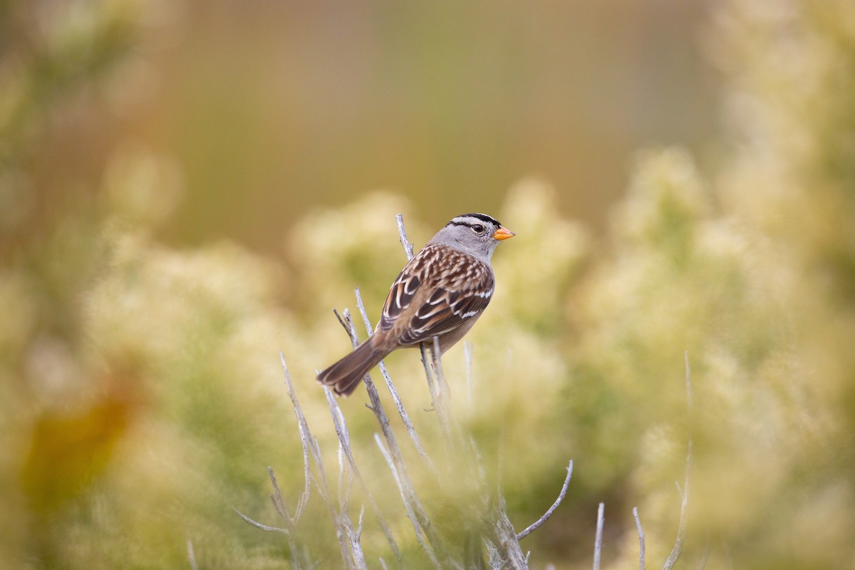White-crowned Sparrow - Dalton Beeler