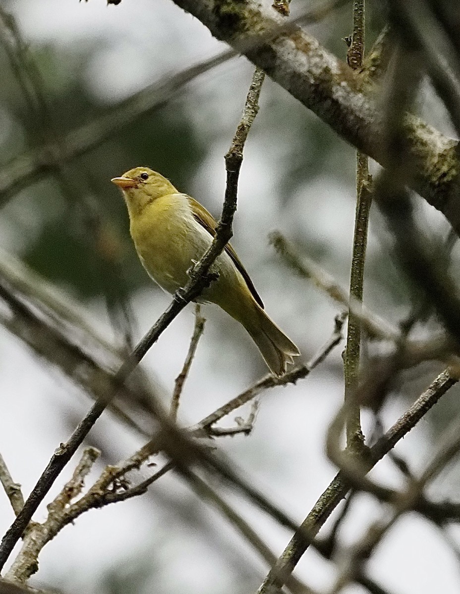 Guira Tanager - Suzette Stitely