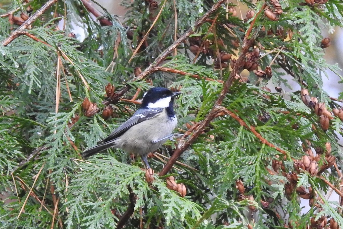 Coal Tit - ML611317636