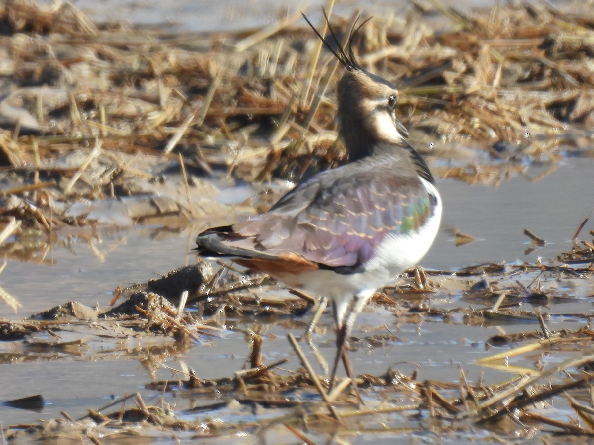 Northern Lapwing - ML611317661