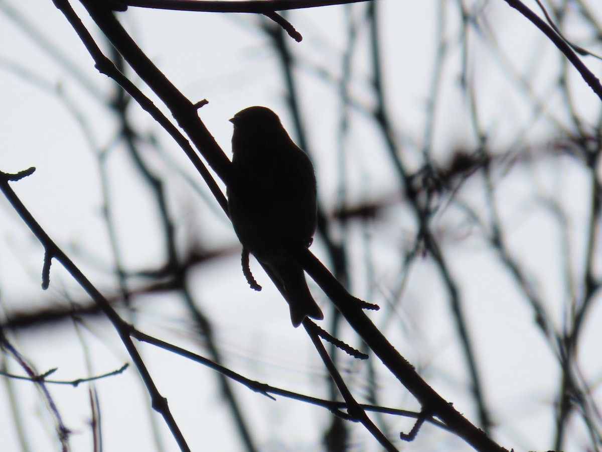 Pine Siskin - ML611317724