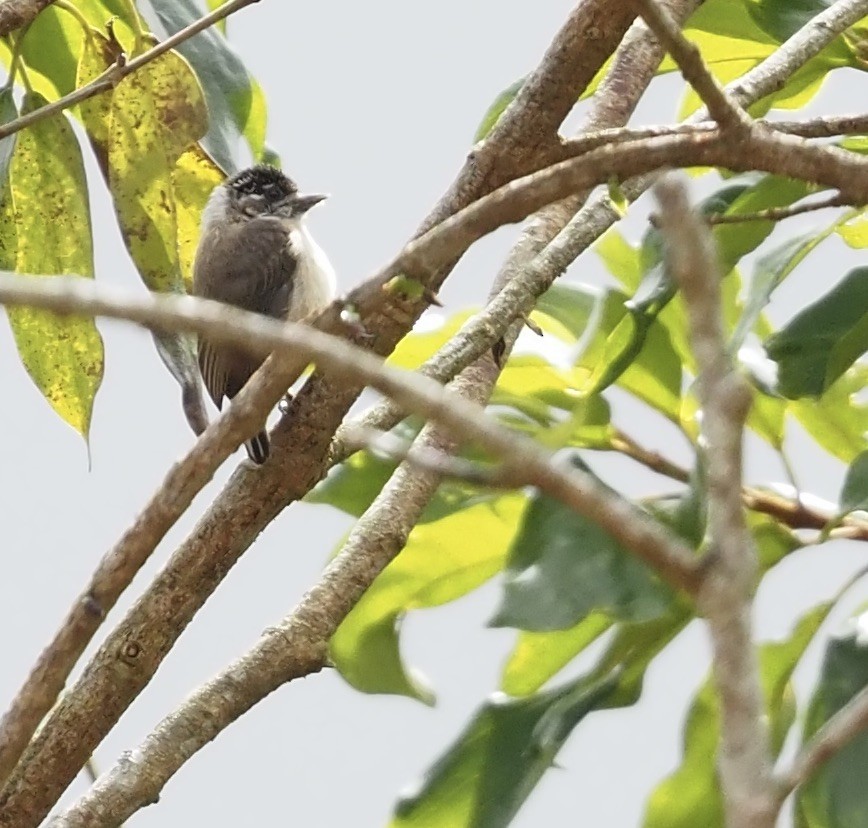 Carpinterito de Ceará - ML611317747