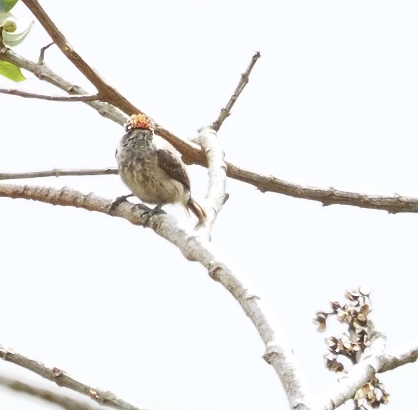 Ochraceous Piculet - ML611317754