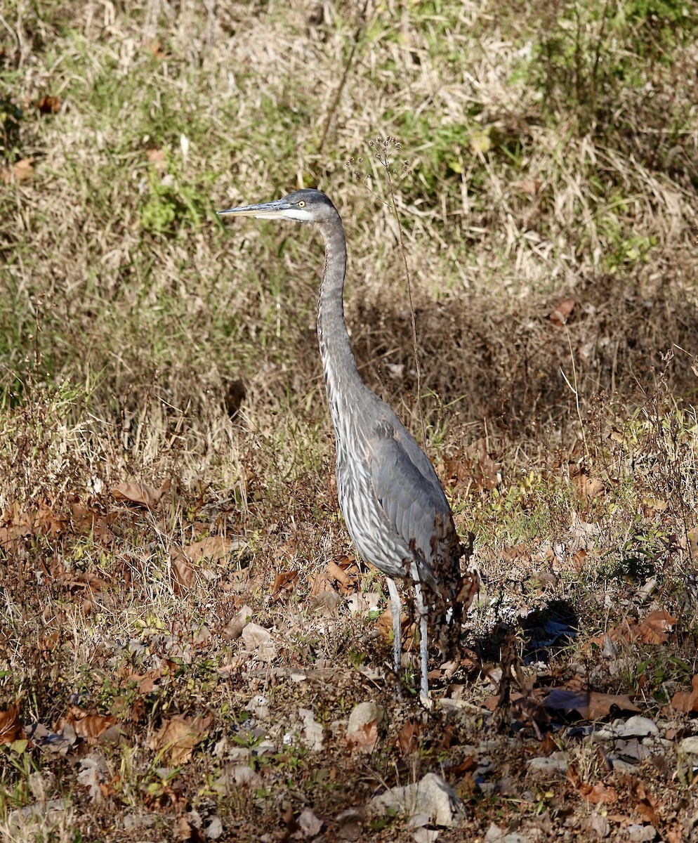 Great Blue Heron - ML611317787