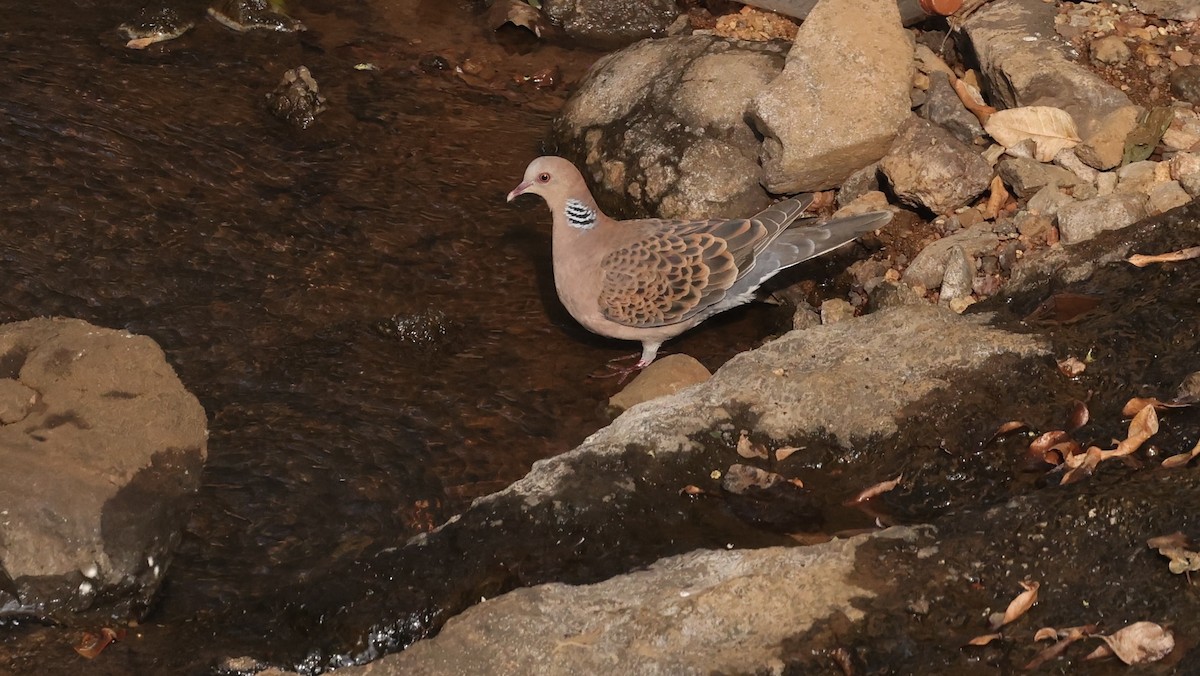 Oriental Turtle-Dove - ML611317815