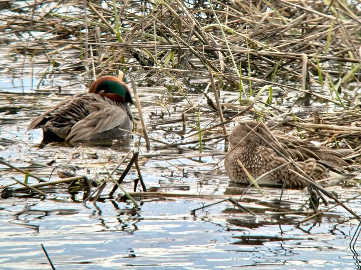 Green-winged Teal - ML611317823