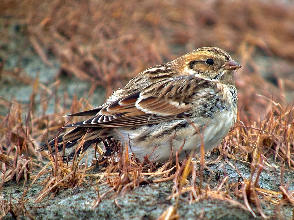 Lapland Longspur - ML611317837