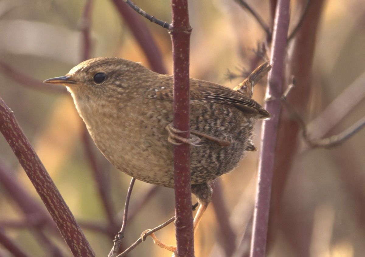 Winter Wren - ML611317899