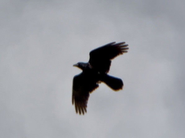 ravn - ML611317909