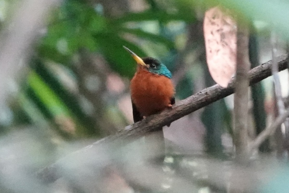 Yellow-billed Jacamar (Yellow-billed) - ML611318068