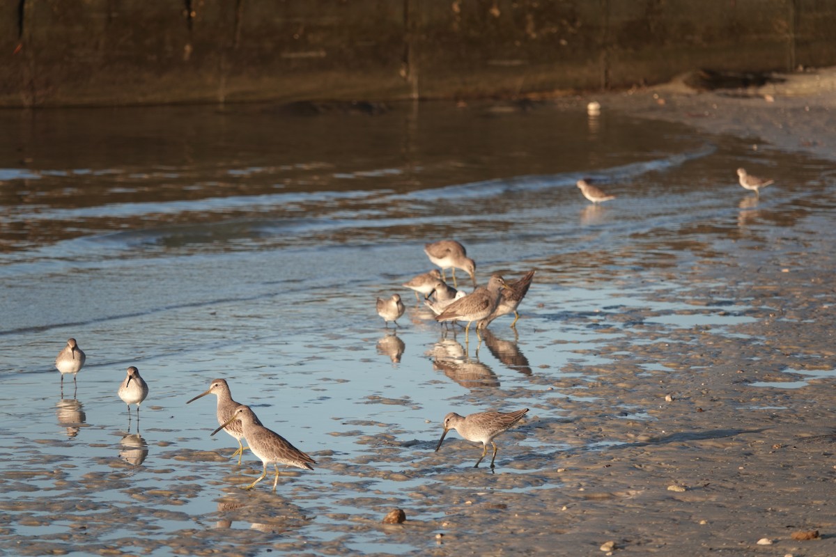 Short-billed Dowitcher - ML611318125