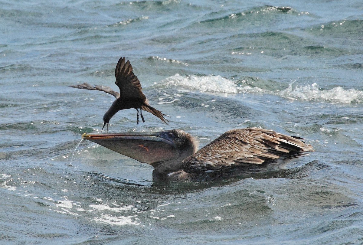 Brown Noddy - ML611318151