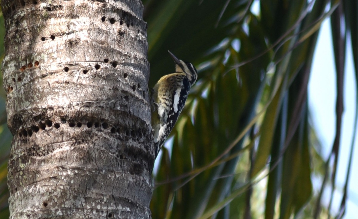 Yellow-bellied Sapsucker - Stewart Reed