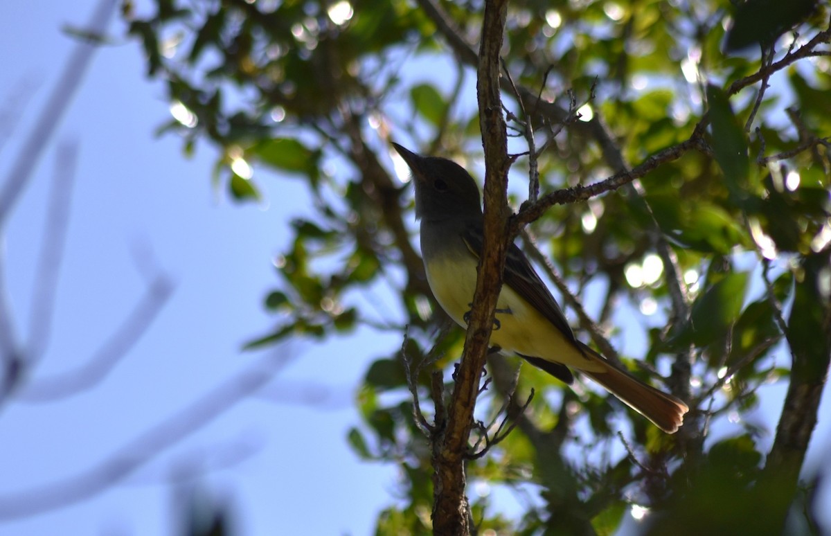 Great Crested Flycatcher - ML611318191
