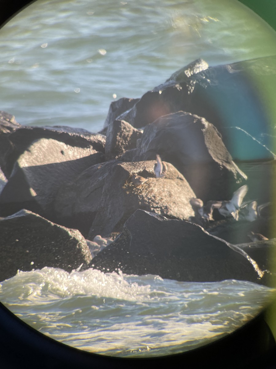 Purple Sandpiper - ML611318226